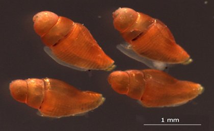 An image from a microscope showing four orange coloured cone-shaped snail shells, each measuring around 1.5mm.